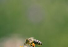 Support for beekeepers facing Varroa mite threat