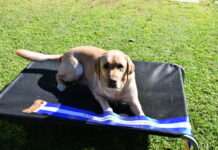 Local Labrador’s scent-sational skill