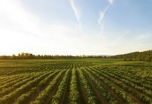 Using AI in agriculture