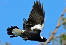 Spring brings swooping birds