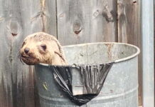 Sad twist in seal discovery