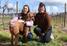 Pooches and pinot – a perfect match