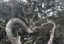 Lighthouse – Bridgewater Bay walk