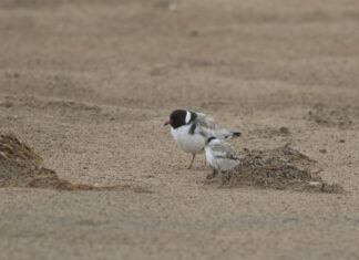 Operation SoHo protects coastal birds