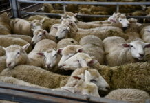 Hamilton market reports