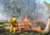 Timber leaders call for proactive burns