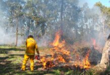 Timber leaders call for proactive burns